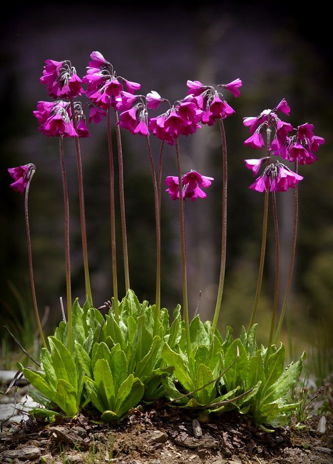 Primula secundiflora (1449-1)